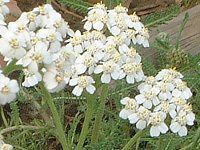 [(Yarrow)