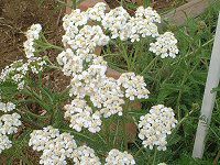 [(Yarrow)