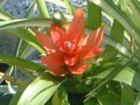 グズマニア・マグニフィカ(Guzmania magnifica)