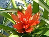 グズマニア・マグニフィカ(Guzmania magnifica)