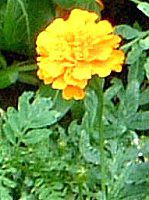 }[S[h(Marigold)