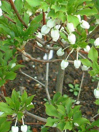 ドウダンツツジ 満天星躑躅 かぎけんweb