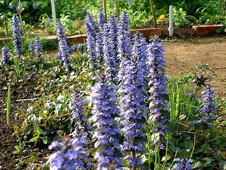 アジュガ Ajuga かぎけんweb アジュガ Ajuga かぎけんweb