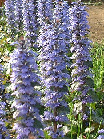 AWK(Ajuga)