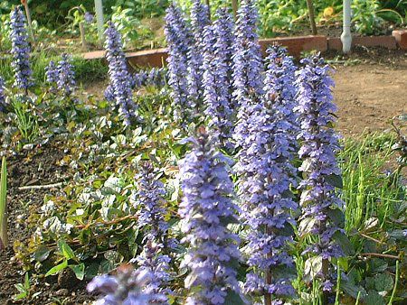 アジュガ Ajuga かぎけんweb