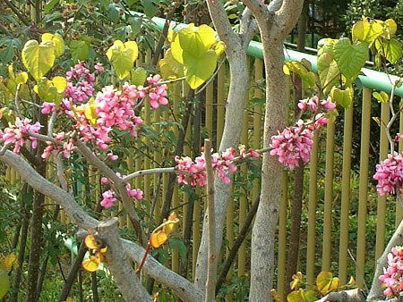 ハナズオウ 花蘇芳 かぎけんwb