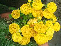 JZIA(Calceolaria)