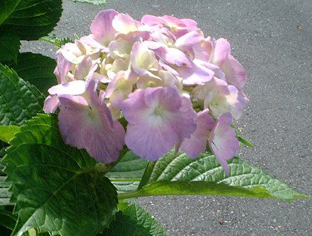 アジサイ(紫陽花)【かぎけんWEB】