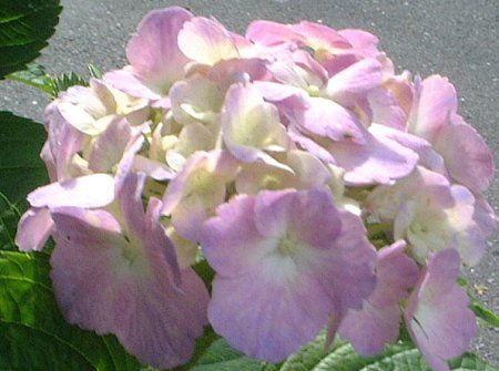 アジサイ(紫陽花)【かぎけんWEB】