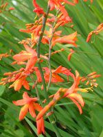 NRX~A(Crocosmia)