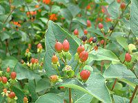 qyJ(Hypericum)
