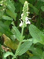 zCgyp[~g(White peppermint)