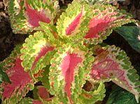 REX(Coleus)