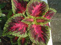 REX(Coleus)
