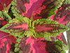 REX(Coleus)
