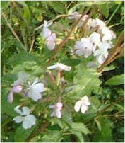 T|\E(Saponaria)