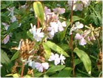 T|\E(Saponaria)