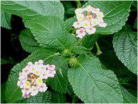 ^i(Lantana)