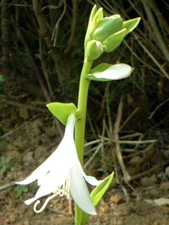 [`X(Eucharis)