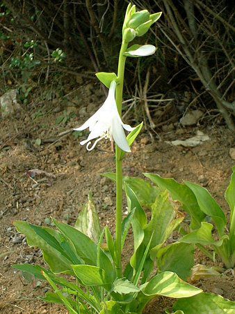 [`XEOfBt(Eucharis grandflora)