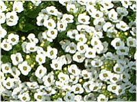 XC[gAbT(sweet alyssum)