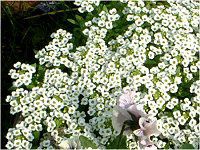 XC[gAbT(sweet alyssum)