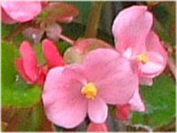 xSjAEZpt[X(Begonia semperflorens)