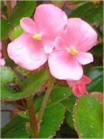 xSjAEZpt[X(Begonia semperflorens)