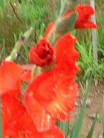 赤い花 雷花」 by 96Claude （ID：12000998） - 写真共有サイト:PHOTOHITO