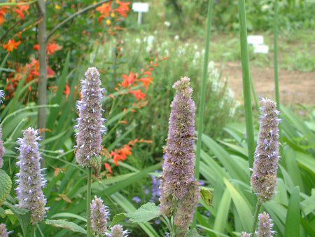 AjXq\bv(Anise hyssop)