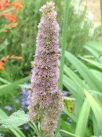 AKX^[VF(Agastache) -purple-spring