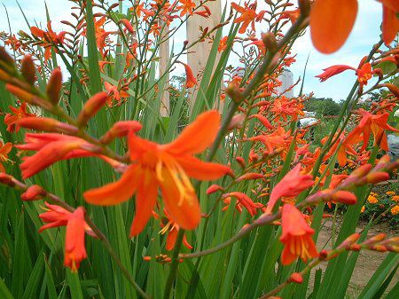 クロコスミア Crocosmia かぎけんweb