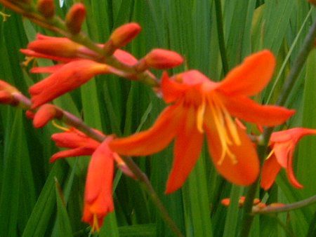 クロコスミア Crocosmia かぎけんweb