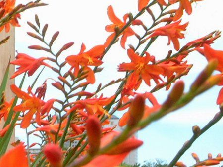 クロコスミア Crocosmia かぎけんweb