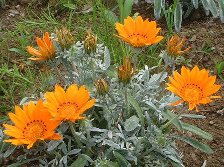 ガザニア Gazania かぎけんweb ガザニア Gazania かぎけんweb