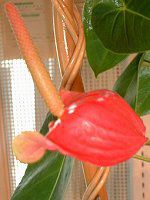 AXE(Anthurium)