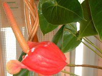 AXE(Anthurium)
