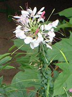 NI(Cleome)