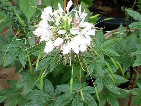 クレオメ Cleome かぎけんweb