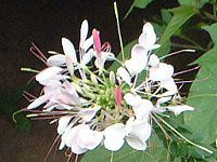 NI(Cleome)