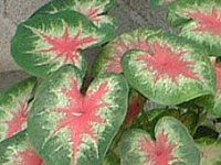JWE(Caladium)