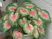 JWE(Caladium)