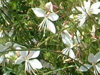 KE(Gaura) 