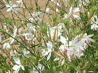 KE(Gaura) 