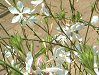 KE(Gaura) 