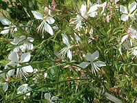 KE(Gaura) 