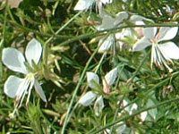 KE(Gaura) 