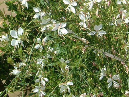 KE(Gaura)