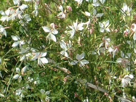 KE(Gaura)