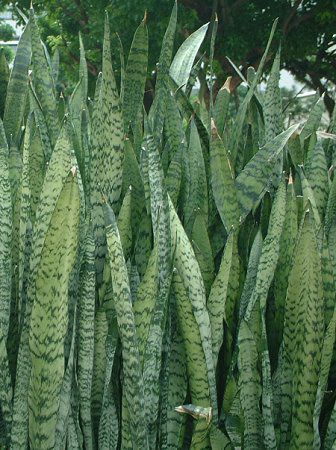 TZxA(Sansevieria)